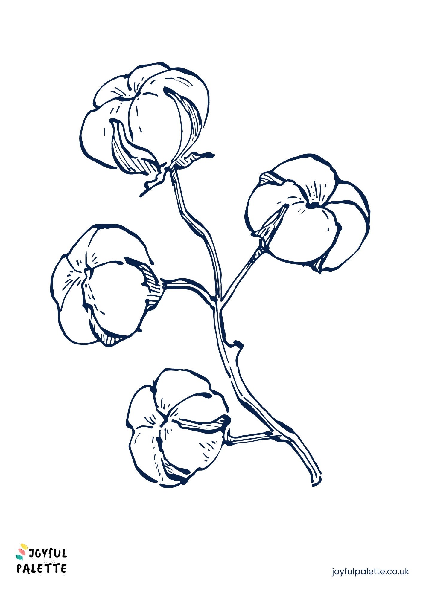 cotton flower sketch