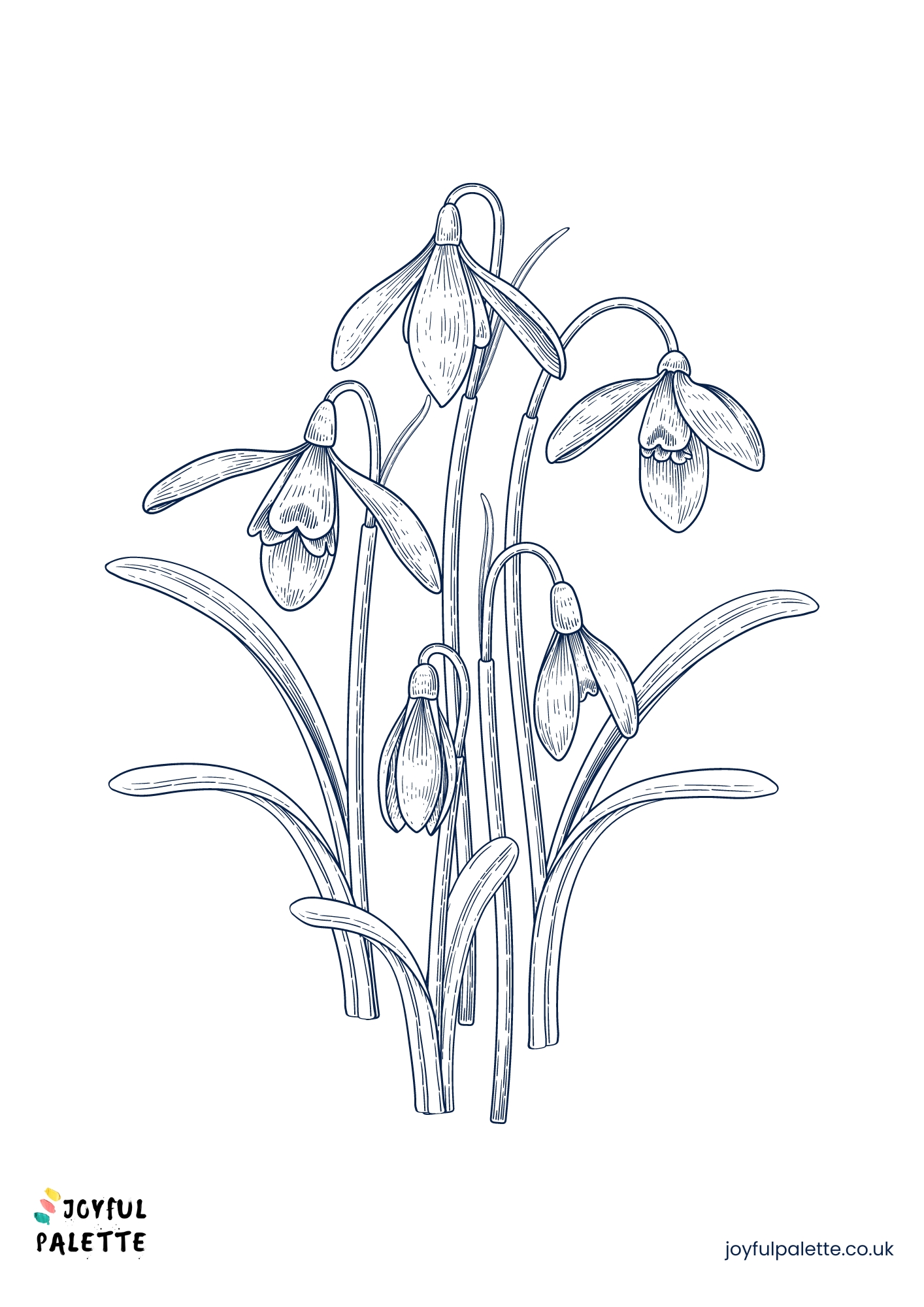 snowdrop sketch